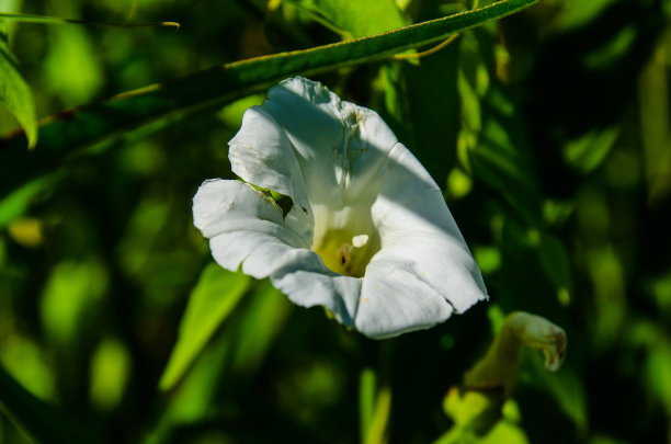 田旋花