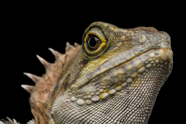 reptilia
