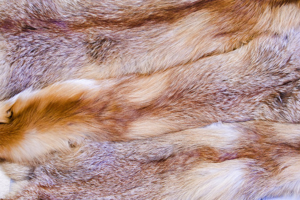 mustela