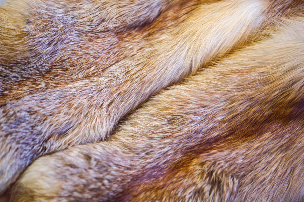 mustela