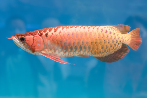 arowana