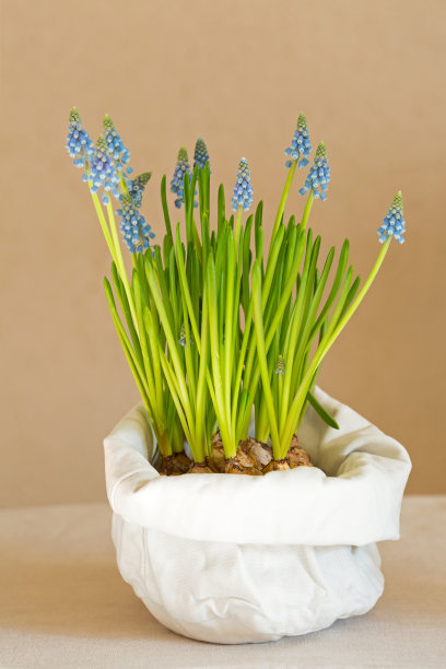 hyacinth