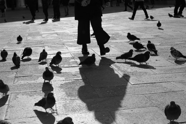 鸽子,和平鸽,广场鸽