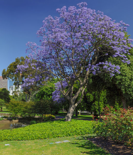 jacaranda