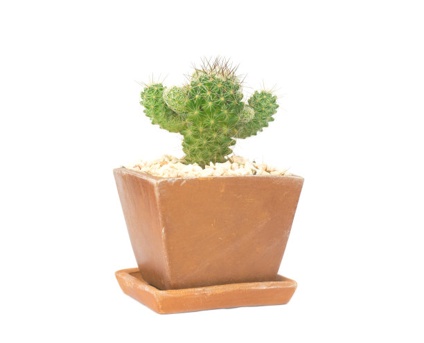 opuntia