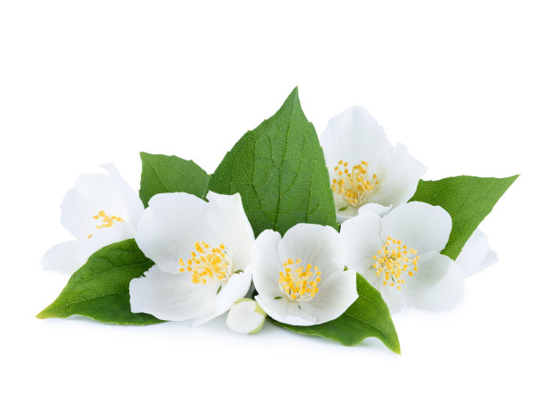 jasmine