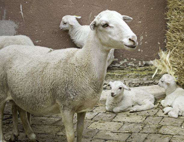 sheep