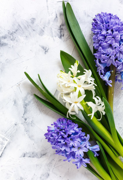 hyacinth