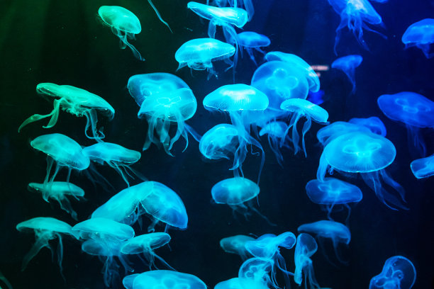 jellyfish
