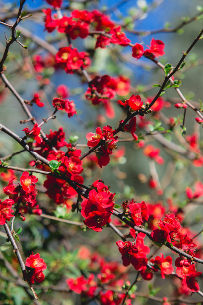 chaenomeles