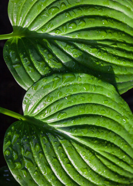 hosta