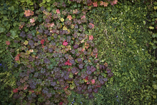 景观植物墙