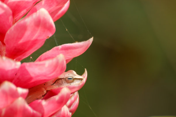 青蛙花纹