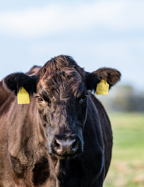 angus