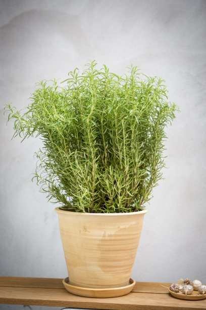 rosemary