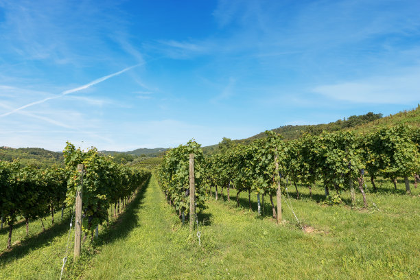 酿酒葡萄种植园