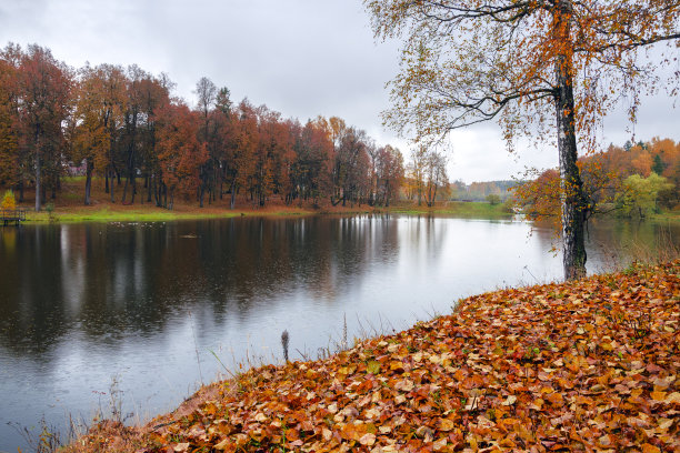 秋季湖边白桦树林