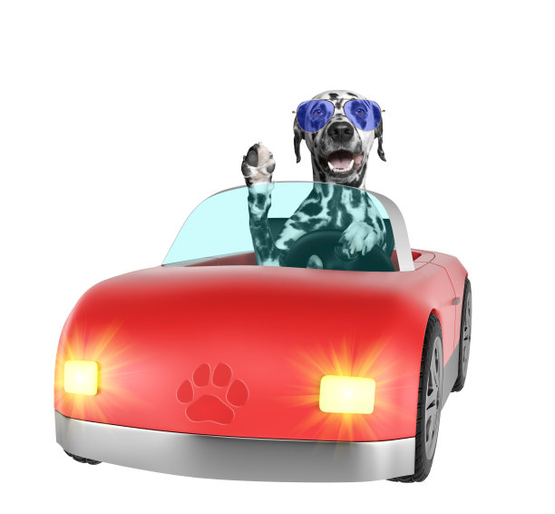 dalmatian