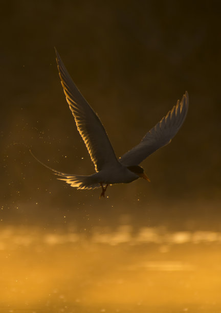 tern