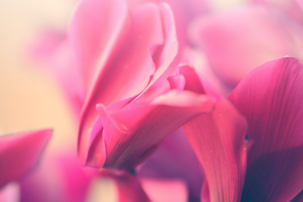 cyclamen