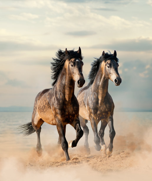 mustang