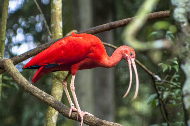 ibis