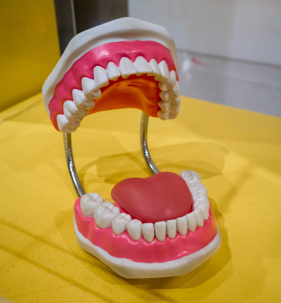 儿童的口腔和牙齿