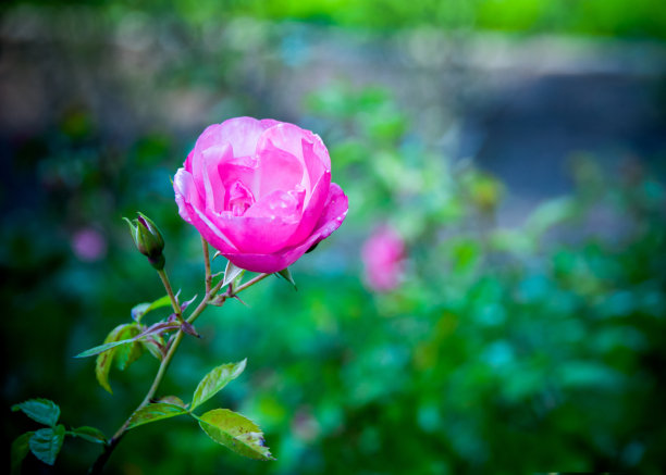 月季花花朵与花蕾