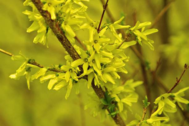 forsythia