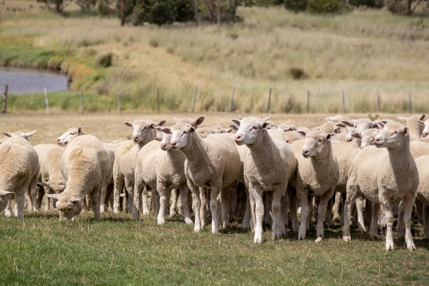 flock
