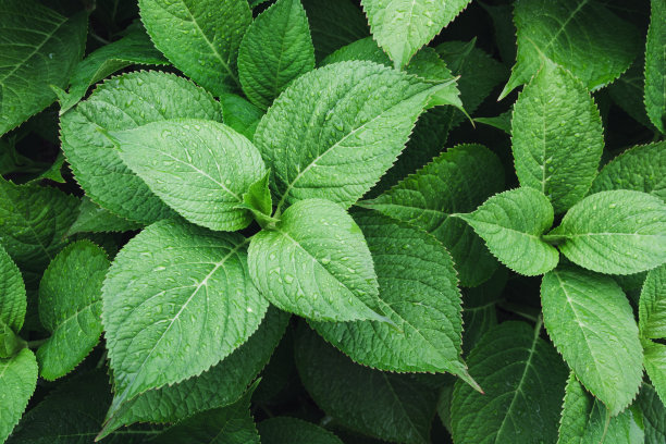 herbs