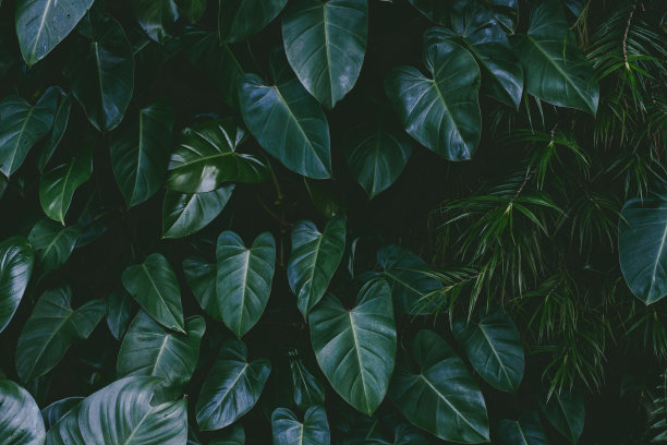 jungle