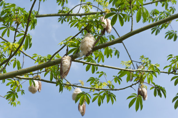大果木棉树