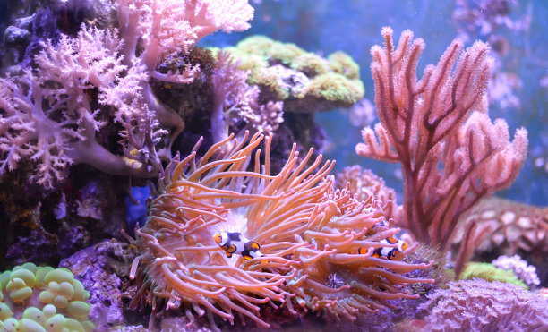 anemonefish