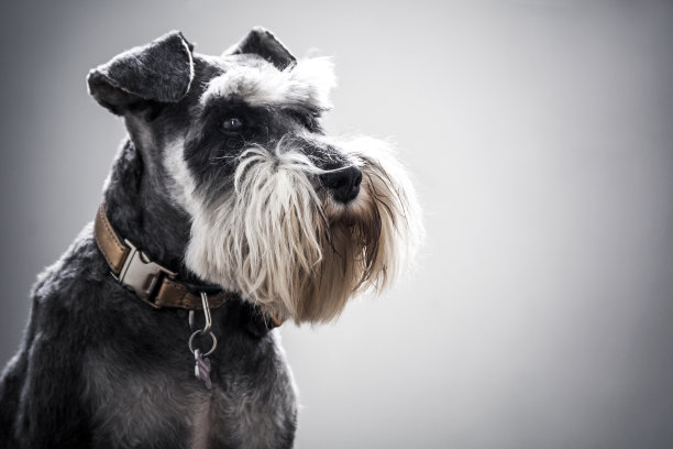 schnauzer