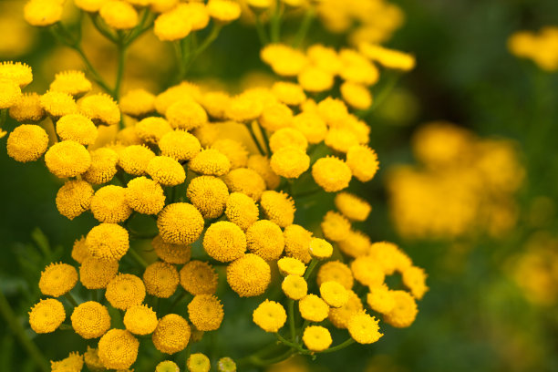 tanacetum
