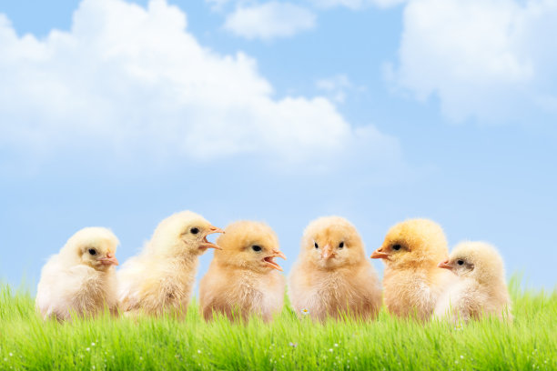 chick
