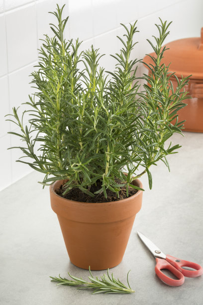 rosemary