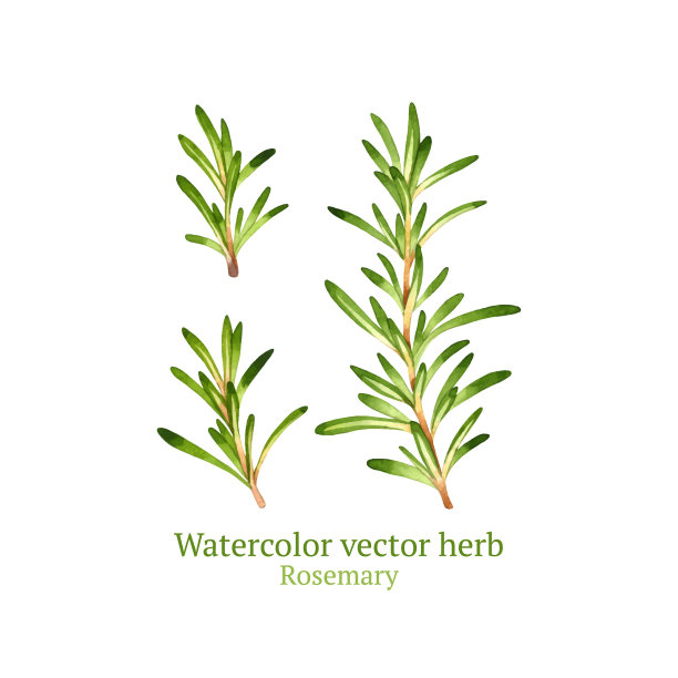 rosemary