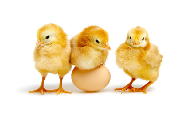 hen