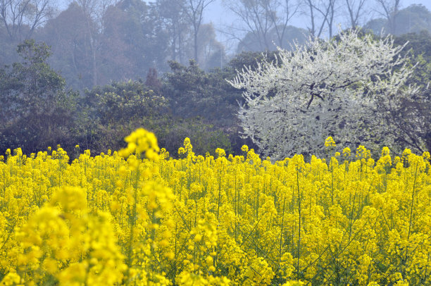 油菜花大地田园景观