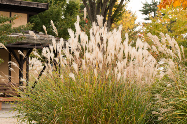 pampas