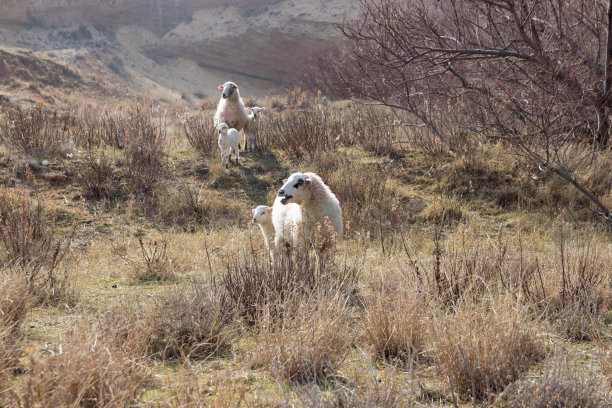 牧人在放羊