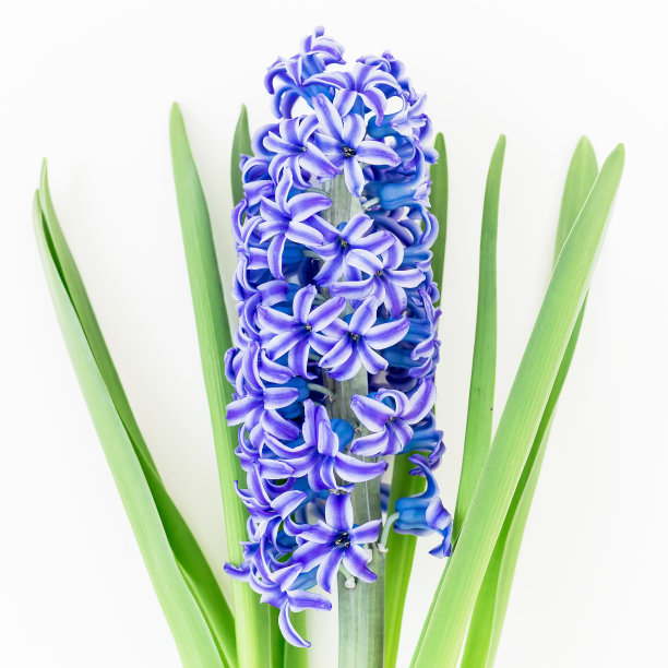 hyacinth