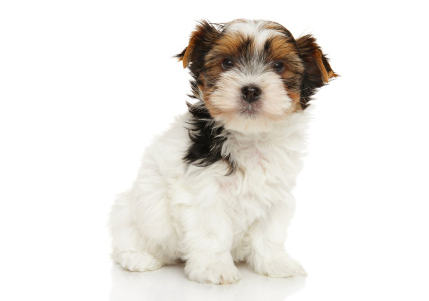 terrier