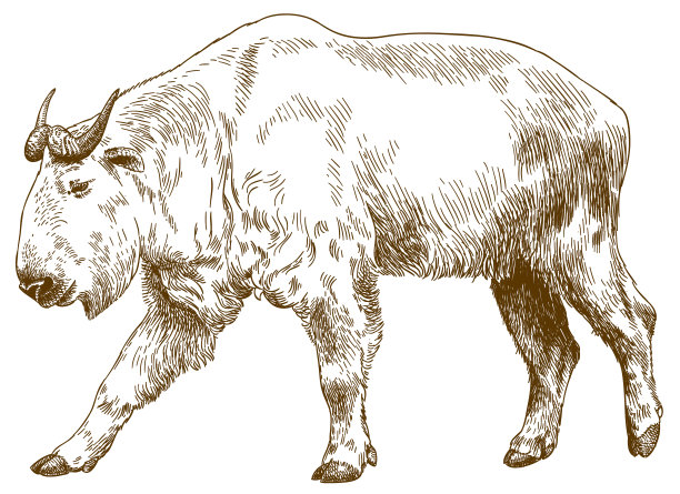 antelope