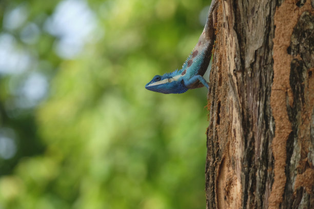 chamaeleon