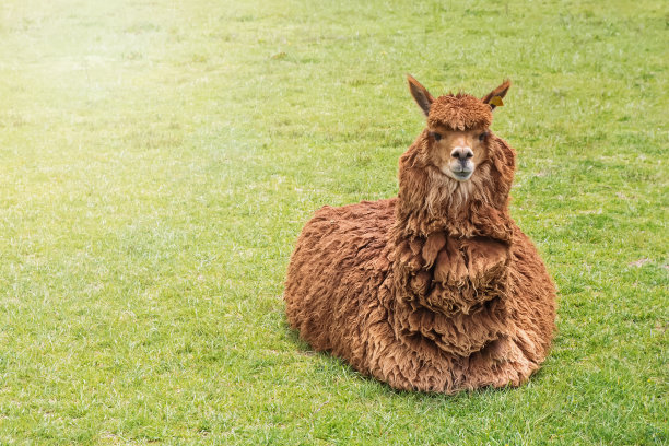 alpaca