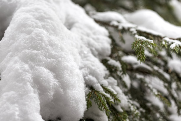 spruce