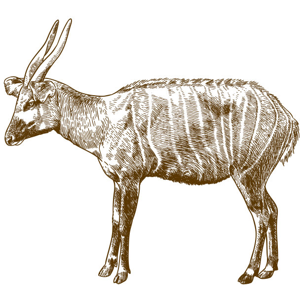 antelope